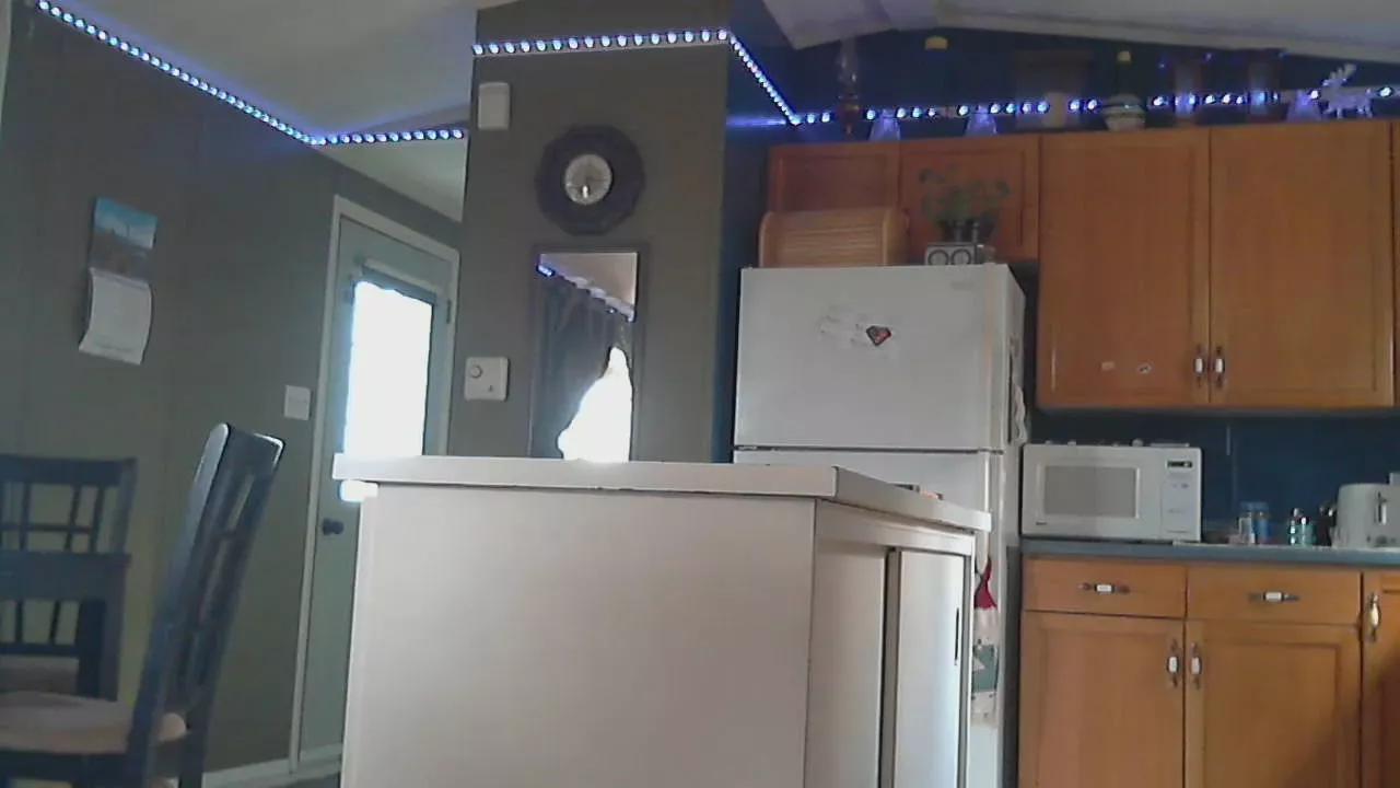 mapleman35 on Cam4 