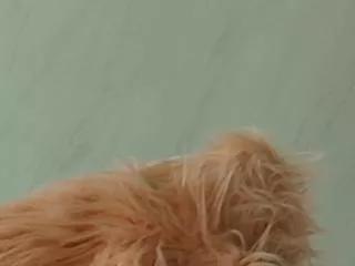 nazanin_hunter on Flirt4Free 