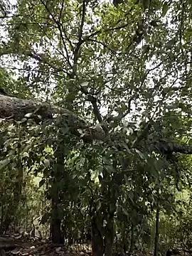 Freechat Rinku5553 on StripChat